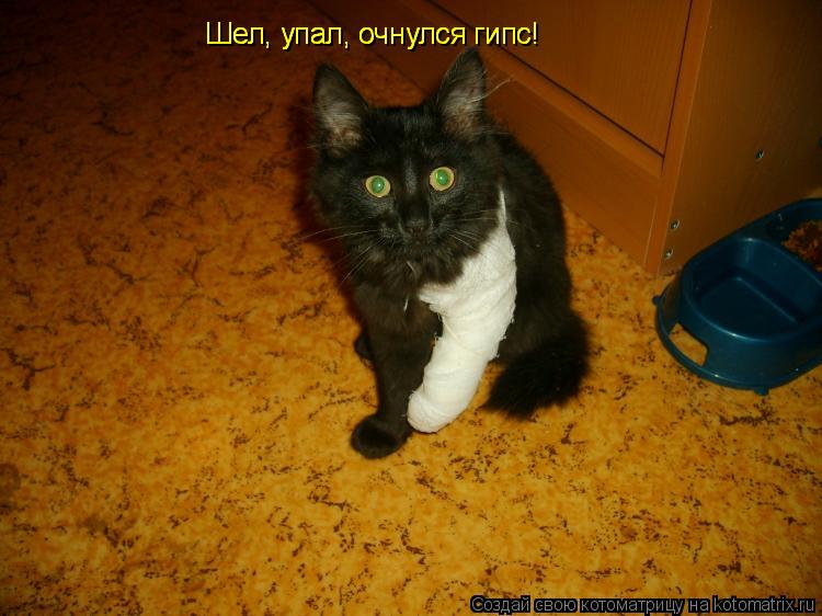 Шел, упал, очнулся гипс! Шел, упал, очнулся гипс! Шел, упал, очнулся гипс!... Котоматрица: Шел, упал, очнулся гипс! Шел, упал, очнулся гипс! Шел, упал, очнулся гипс!