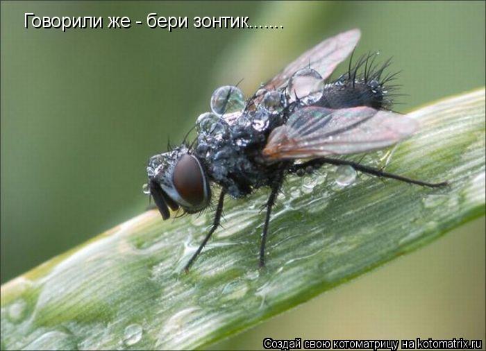 Котоматрица: Говорили же - бери зонтик.......