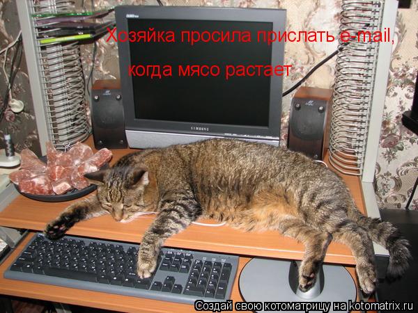 Хозяйка просила прислать e-mail, когда мясо растает... Котоматрица: Хозяйка просила прислать e-mail, когда мясо растает