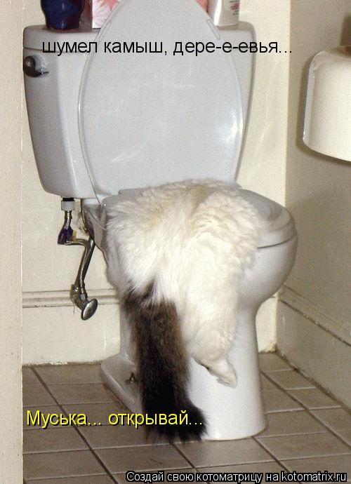 шумел камыш, дере-е-евья... Муська... открывай...... Котоматрица: шумел камыш, дере-е-евья... Муська... открывай...