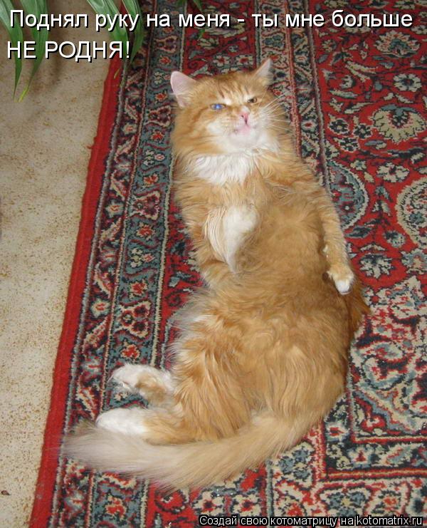 Поднял руку на меня - ты мне больше НЕ РОДНЯ!... Котоматрица: Поднял руку на меня - ты мне больше НЕ РОДНЯ!