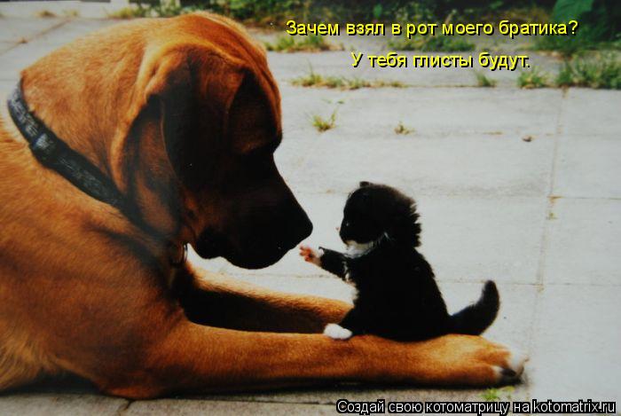 Зачем взял в рот моего братика? У тебя глисты будут.... Котоматрица: Зачем взял в рот моего братика? У тебя глисты будут.