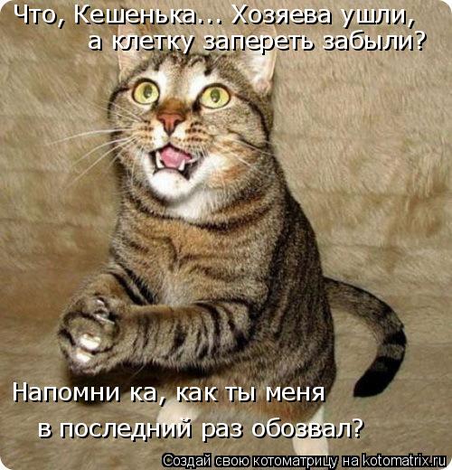 Котоматрица: Что, Кешенька... Хозяева ушли, а клетку запереть забыли? в последний раз обозвал? Напомни ка, как ты меня