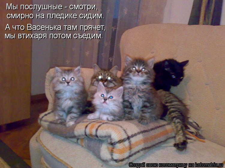 Мы послушные - смотри, смирно на пледике сидим. А что Васенька там прячет, мы втихаря потом съедим.... Котоматрица: Мы послушные - смотри, смирно на пледике сидим. А что Васенька там прячет, мы втихаря потом съедим.
