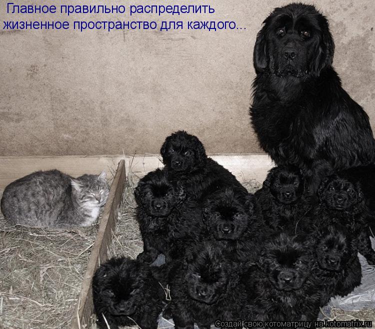 Главное правильно распределить жизненное пространство для каждого...... Котоматрица: Главное правильно распределить жизненное пространство для каждого...