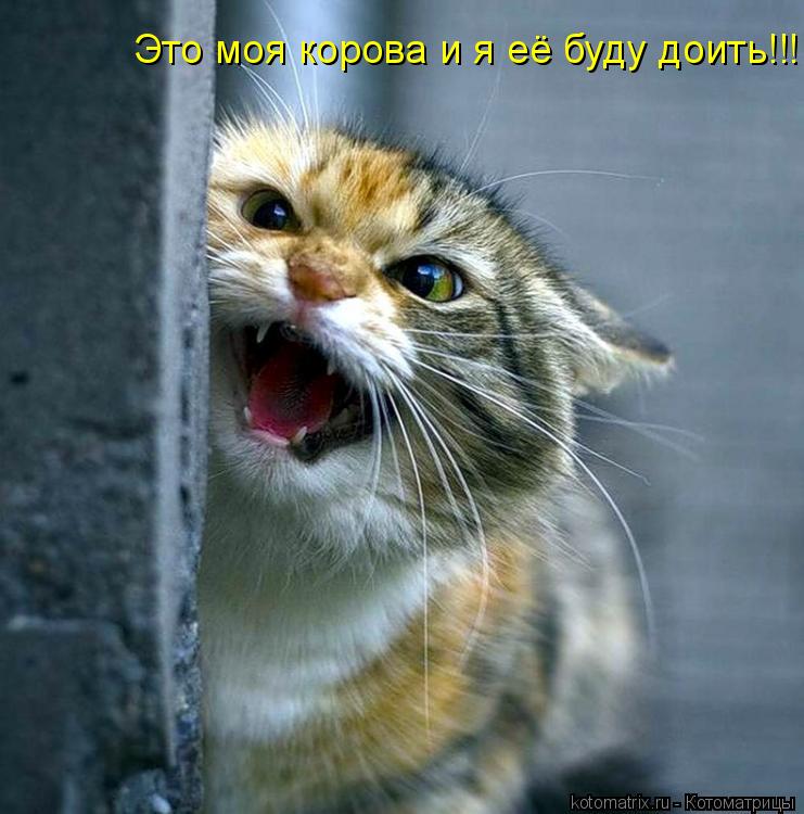 Это моя корова и я её буду доить!!!... Котоматрица: Это моя корова и я её буду доить!!!
