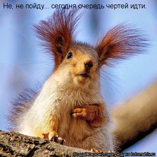 Котоматрица: Не, не пойду... сегодня очередь чертей идти.