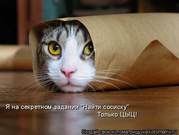Я на секретном задании "Найти сосиску" Только ЦЫЦ!... Котоматрица: Я на секретном задании "Найти сосиску" Только ЦЫЦ!