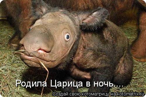 Родила Царица в ночь....... Котоматрица: Родила Царица в ночь....