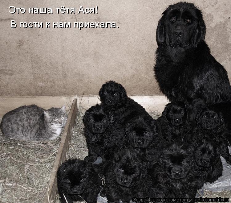 Это наша тётя Ася! В гости к нам приехала.... Котоматрица: Это наша тётя Ася! В гости к нам приехала.