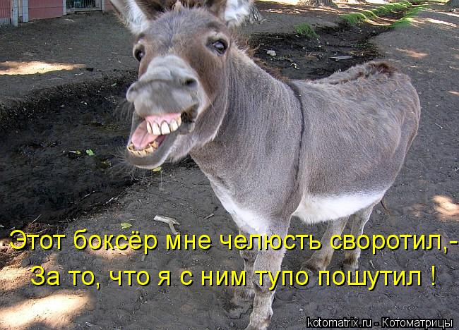 Этот боксёр мне челюсть своротил,- За то, что я с ним тупо пошутил !... Котоматрица: Этот боксёр мне челюсть своротил,- За то, что я с ним тупо пошутил !