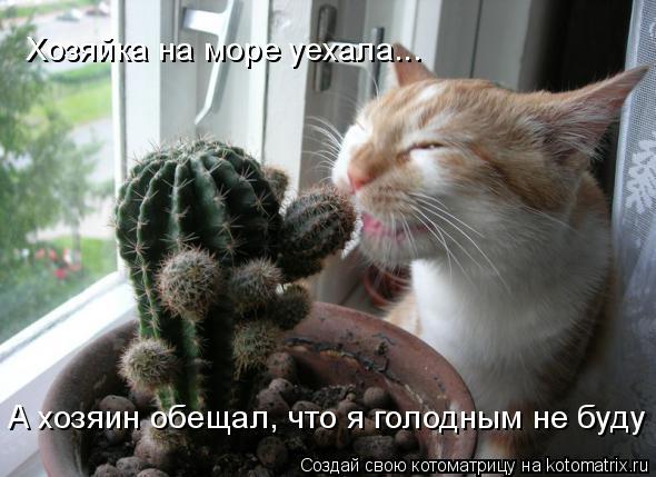 А хозяин обещал, что я голодным не буду Хозяйка на море уехала...... Котоматрица: А хозяин обещал, что я голодным не буду Хозяйка на море уехала...