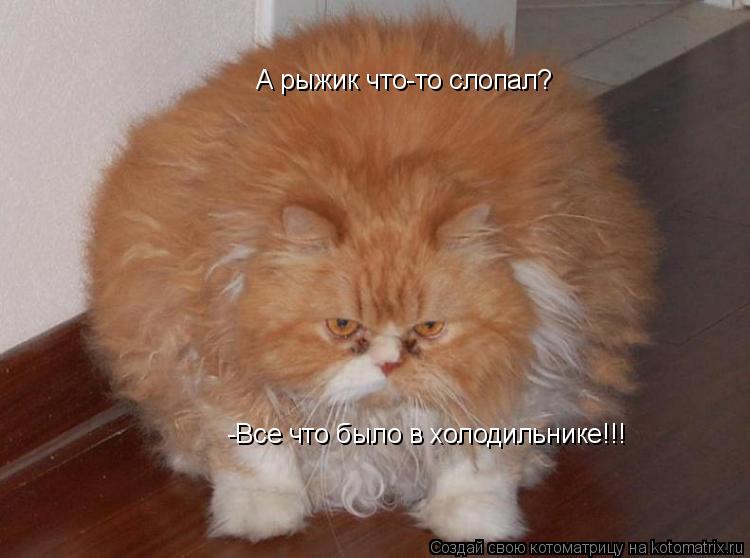 А рыжик что-то слопал? -Все что было в холодильнике!!!... Котоматрица: А рыжик что-то слопал? -Все что было в холодильнике!!!