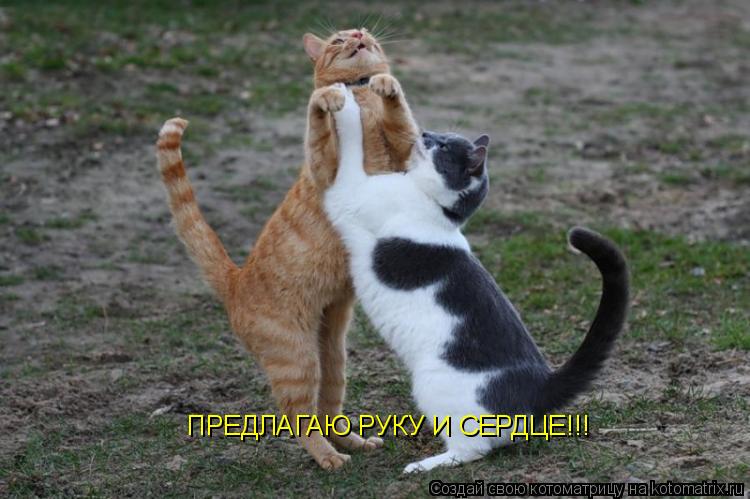 ПРЕДЛАГАЮ РУКУ И СЕРДЦЕ!!!... Котоматрица: ПРЕДЛАГАЮ РУКУ И СЕРДЦЕ!!!