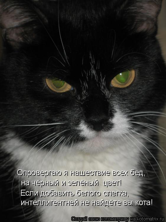 Опровергаю я нашествие всех бед, на чёрный и зелёный цвет! Если добавить белого слегка, интеллигентн... Котоматрица: Опровергаю я нашествие всех бед, на чёрный и зелёный цвет! Если добавить белого слегка, интеллигентней не найдёте вы кота!