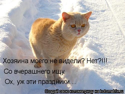 Ох, уж эти праздники.... Со вчерашнего ищу. Хозяина моего не видели? Нет?!!!... Котоматрица: Ох, уж эти праздники.... Со вчерашнего ищу. Хозяина моего не видели? Нет?!!!