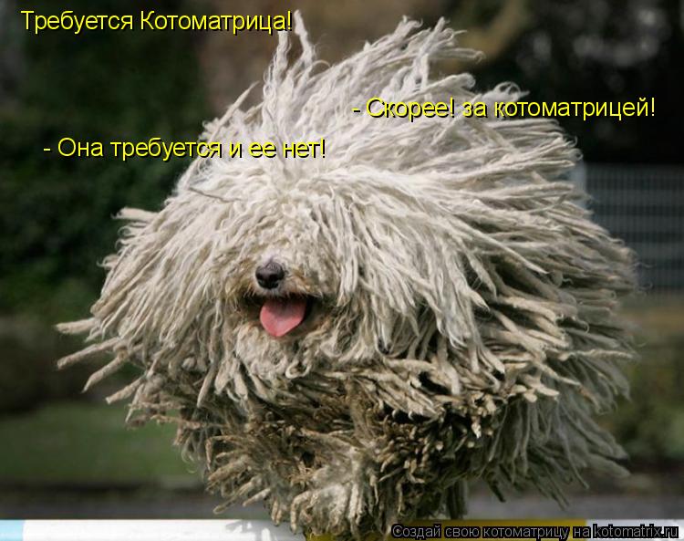 Требуется Котоматрица! - Скорее! за котоматрицей! - Она требуется и ее нет!... Котоматрица: Требуется Котоматрица! - Скорее! за котоматрицей! - Она требуется и ее нет!