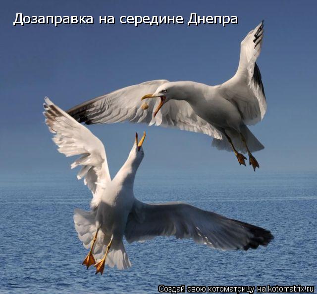 Дозаправка на середине Днепра... Котоматрица: Дозаправка на середине Днепра
