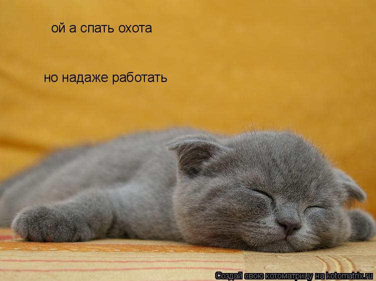 Котоматрица: ой а спать охота но надаже работать