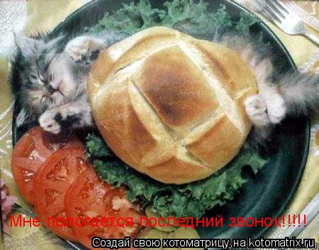Мне пологается последний звонок!!!!!... Котоматрица: Мне пологается последний звонок!!!!!