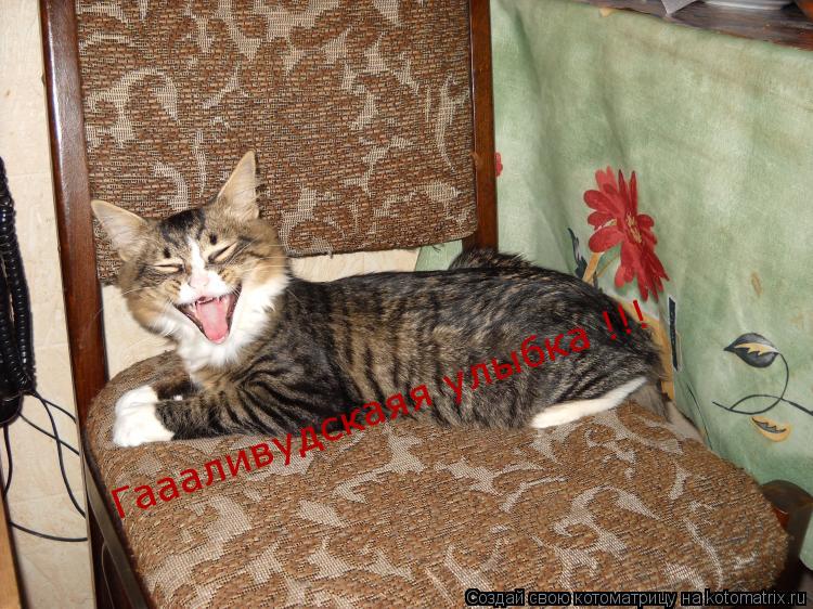 Гаааливудскаяя улыбка !!!... Котоматрица: Гаааливудскаяя улыбка !!!