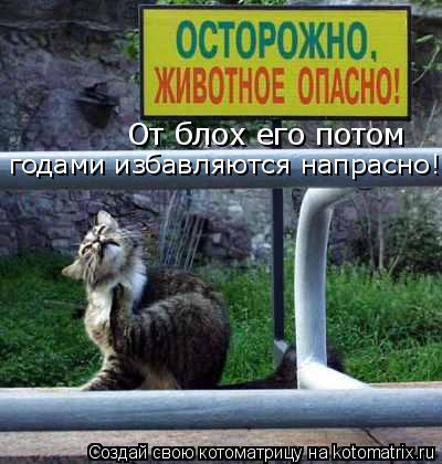 От блох его потом годами избавляются напрасно!... Котоматрица: От блох его потом годами избавляются напрасно!
