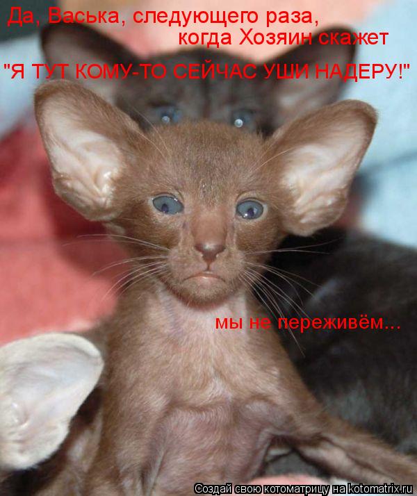 Да, Васька, следующего раза, когда Хозяин скажет "Я ТУТ КОМУ-ТО СЕЙЧАС УШИ НАДЕРУ!" мы не переживём.... Котоматрица: Да, Васька, следующего раза, когда Хозяин скажет "Я ТУТ КОМУ-ТО СЕЙЧАС УШИ НАДЕРУ!" мы не переживём...