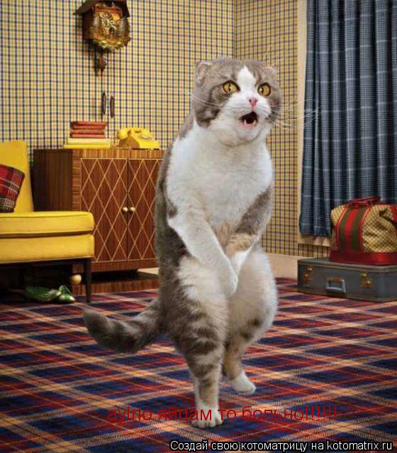 ау!по яйцам то больно!!!!!!... Котоматрица: ау!по яйцам то больно!!!!!!