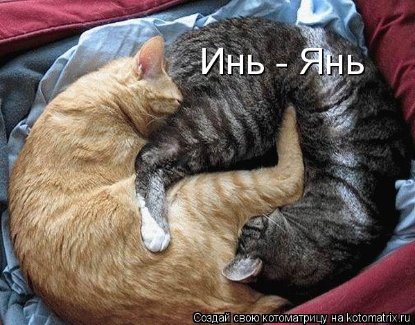Инь - Янь... Котоматрица: Инь - Янь