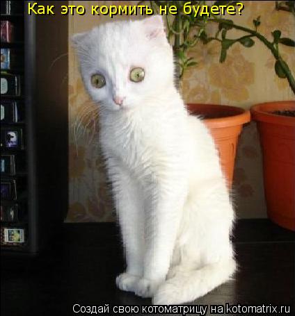 Как это кормить не будете?... Котоматрица: Как это кормить не будете?