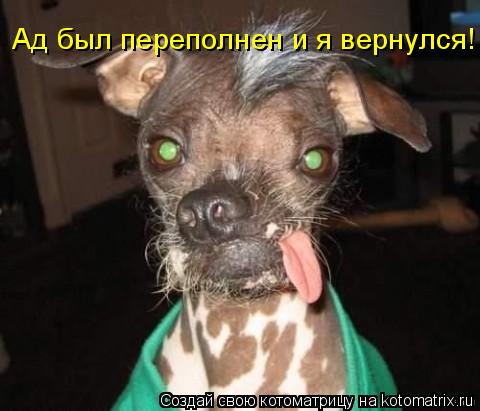 Ад был переполнен и я вернулся!... Котоматрица: Ад был переполнен и я вернулся!