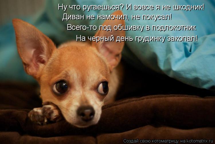 Ну что ругаешься? И вовсе я не шкодник! Диван не намочил, не покусал! Всего-то под обшивку в подлокот... Котоматрица: Ну что ругаешься? И вовсе я не шкодник! Диван не намочил, не покусал! Всего-то под обшивку в подлокотник На черный день грудинку закопал!