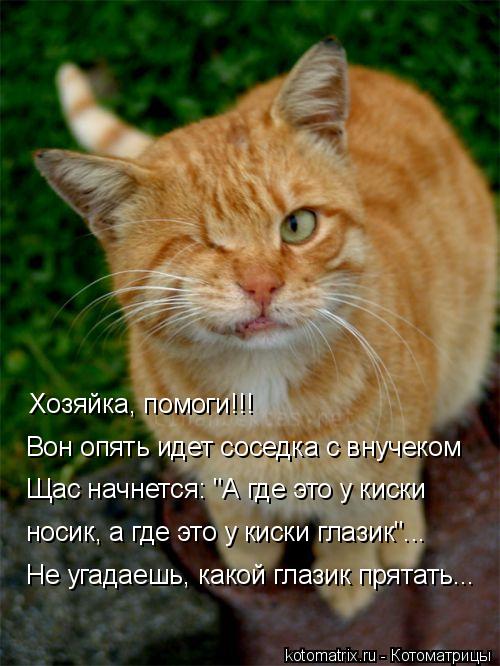 Котоматрица: Вон опять идет соседка с внучеком Щас начнется: "А где это у киски носик, а где это у киски глазик"... Хозяйка, помоги!!! Не угадаешь, какой глази