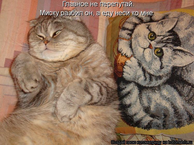 Главное не перепутай. Миску разбил он, а еду неси ко мне.... Котоматрица: Главное не перепутай. Миску разбил он, а еду неси ко мне.