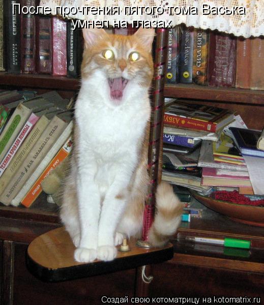 После прочтения пятого тома Васька умнел на глазах.... Котоматрица: После прочтения пятого тома Васька умнел на глазах.