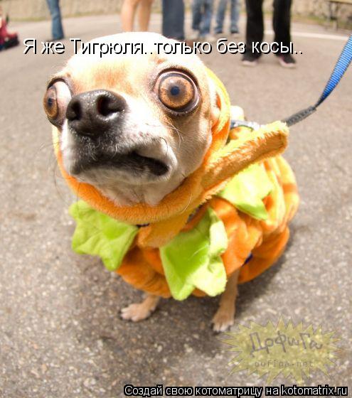 Я же Тигрюля..только без косы..... Котоматрица: Я же Тигрюля..только без косы..