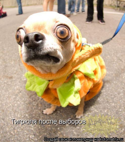 Тигрюля после выборов... Котоматрица: Тигрюля после выборов