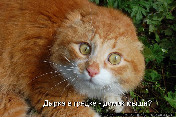 Дырка в грядке - домик мыши?... Котоматрица: Дырка в грядке - домик мыши?