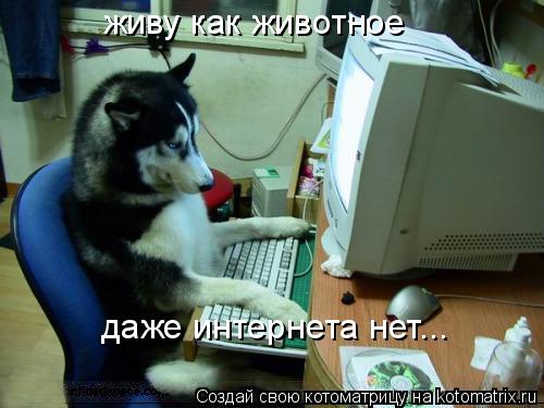 живу как животное даже интернета нет...... Котоматрица: живу как животное даже интернета нет...