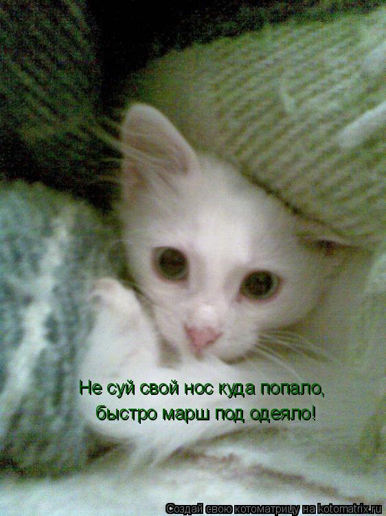 Не суй свой нос куда попало, быстро марш под одеяло!... Котоматрица: Не суй свой нос куда попало, быстро марш под одеяло!