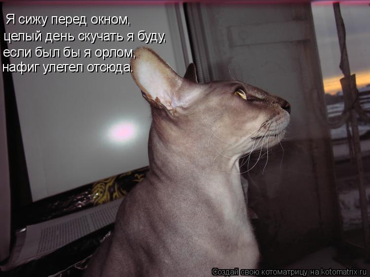 Я сижу перед окном, целый день скучать я буду, если был бы я орлом, нафиг улетел отсюда.... Котоматрица: Я сижу перед окном, целый день скучать я буду, если был бы я орлом, нафиг улетел отсюда.