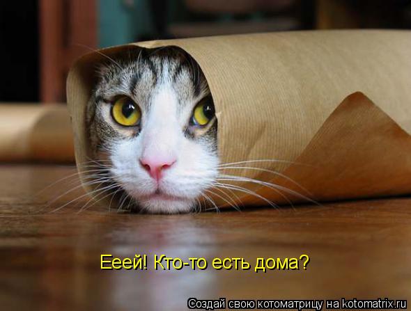 Ееей! Кто-то есть дома?... Котоматрица: Ееей! Кто-то есть дома?