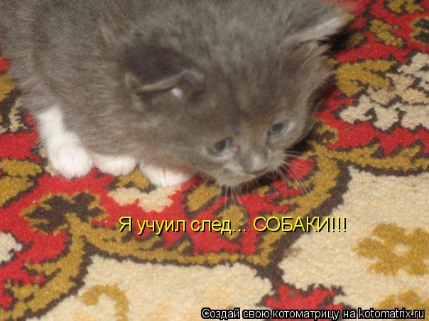 Я учуил след... СОБАКИ!!!... Котоматрица: Я учуил след... СОБАКИ!!!