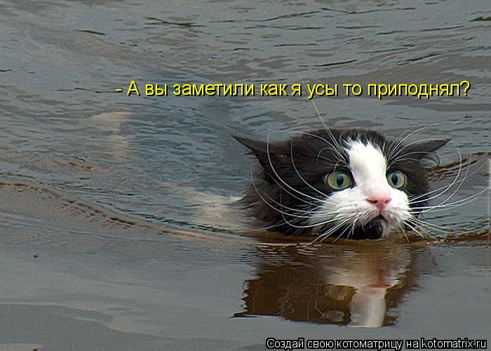 - А вы заметили как я усы то приподнял?... Котоматрица: - А вы заметили как я усы то приподнял?