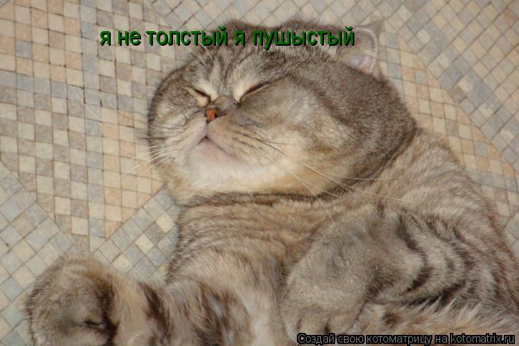 я не толстый я пушыстый... Котоматрица: я не толстый я пушыстый