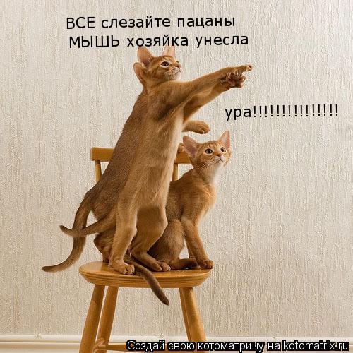 Котоматрица: ВСЕ слезайте пацаны МЫШЬ хозяйка унесла  ура!!!!!!!!!!!!!!!