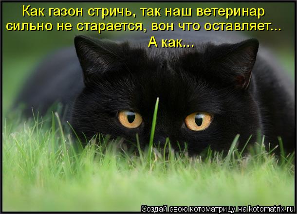 Котоматрица: Как газон стричь, так наш ветеринар  сильно не старается, вон что оставляет... А как...