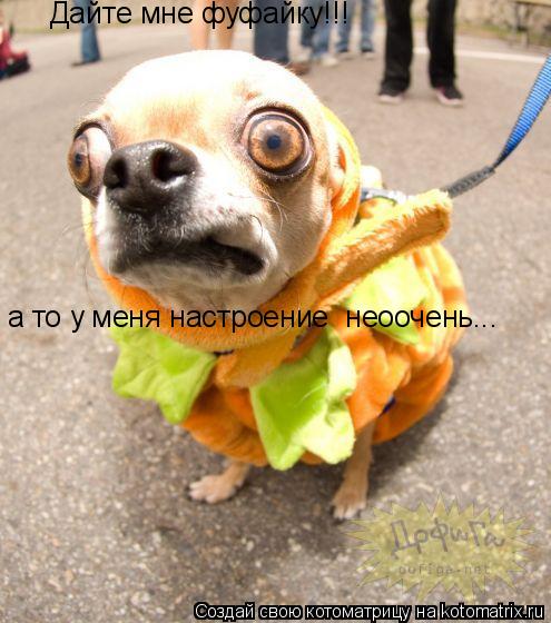 Котоматрица: Дайте мне фуфайку!!! а то у меня настроение  неоочень...