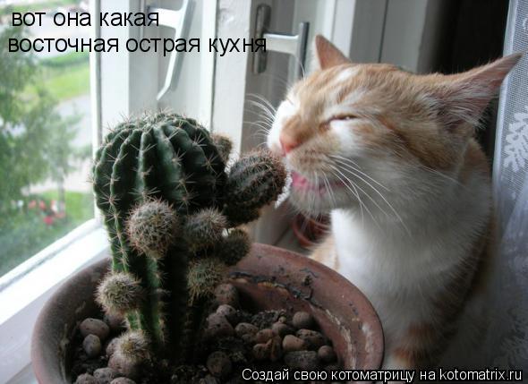 Котоматрица: вот она какая восточная острая кухня