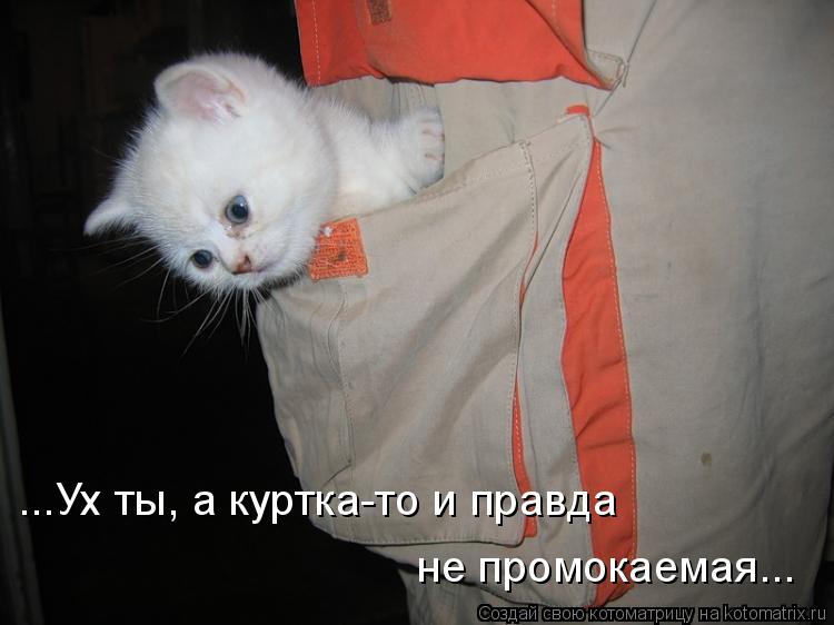 не промокаемая... ...Ух ты, а куртка-то и правда... Котоматрица: не промокаемая... ...Ух ты, а куртка-то и правда